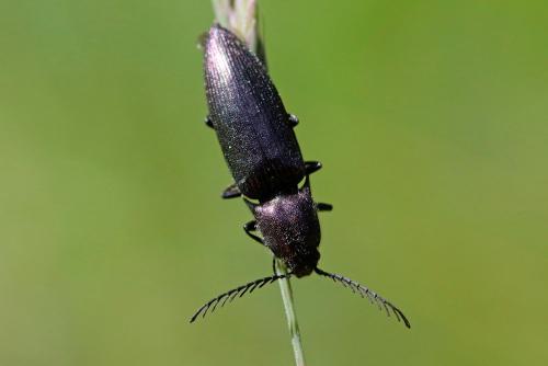 Ctenicera cuprea